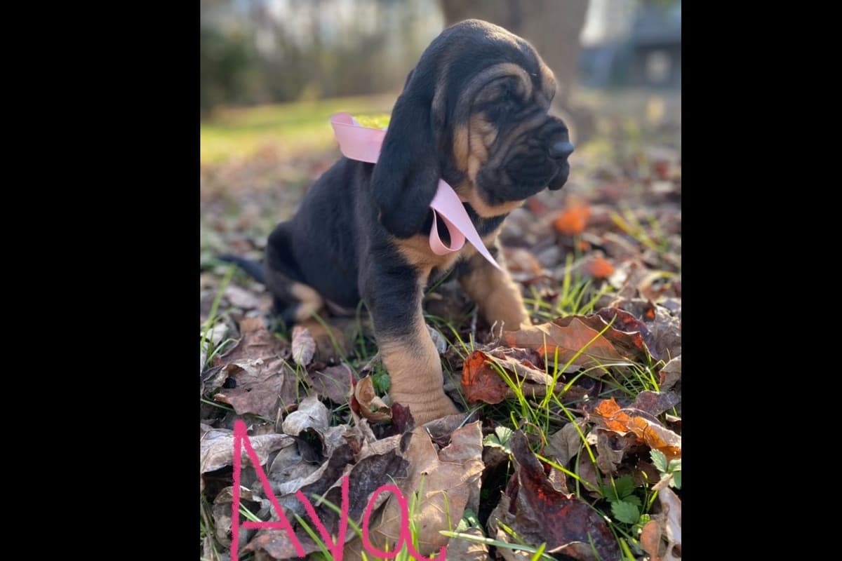 Bloodhound Puppies breeder image 14