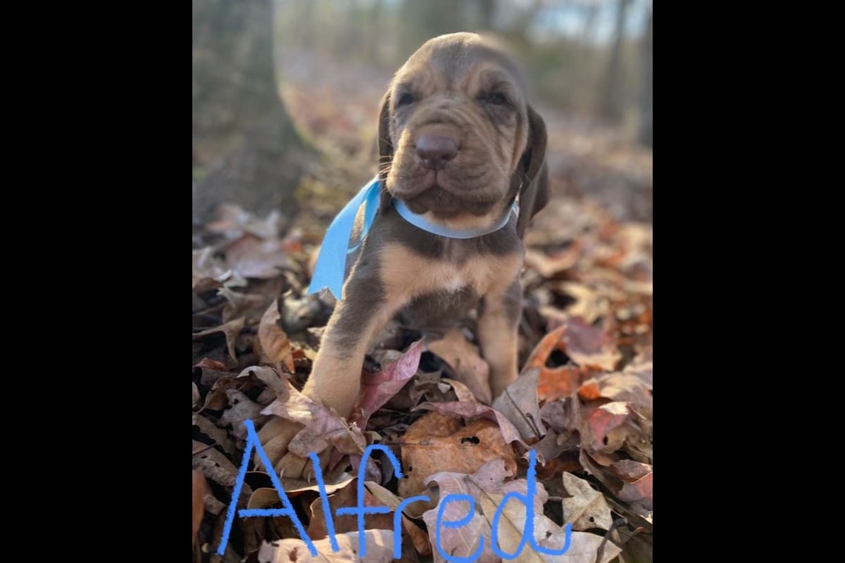 Bloodhound Puppies breeder image 16