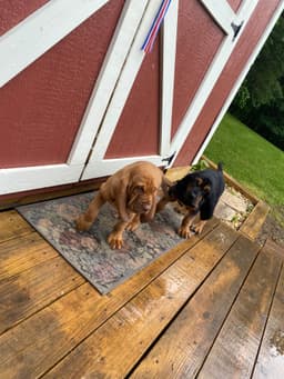 Odom Bloodhounds