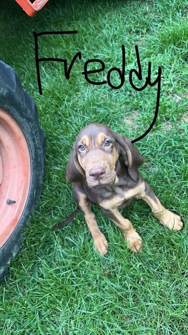Bloodhound Puppies breeder image 27