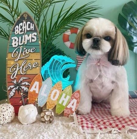Shih Tzu Puppies breeder image 1