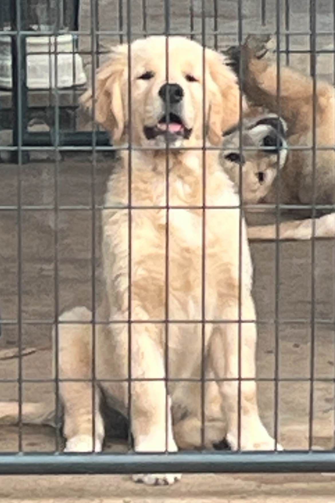 Professionally raised and champion-sired pups just in time for XMAS. breeder image 19