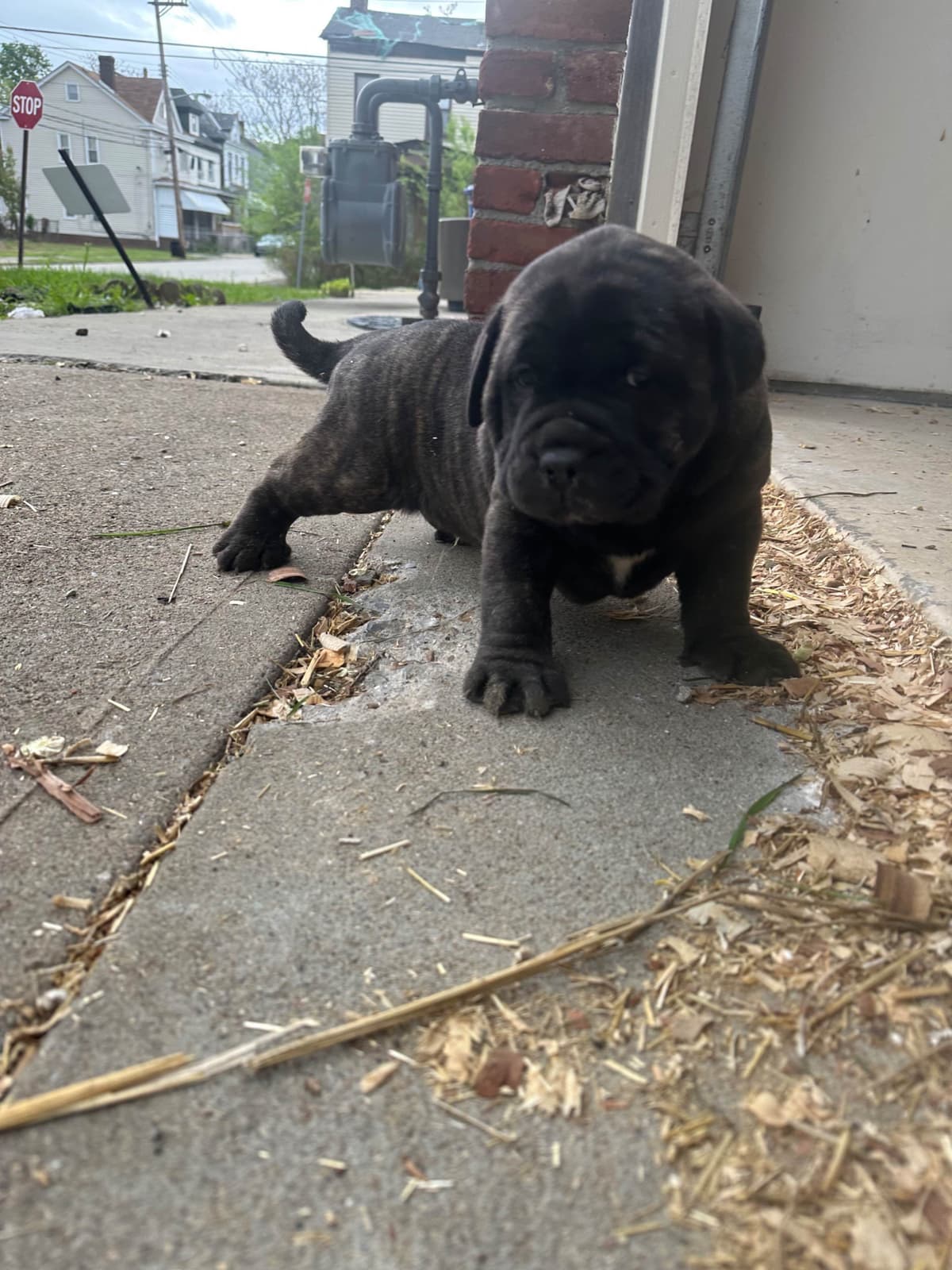 Cane Corso Puppies breeder image 9