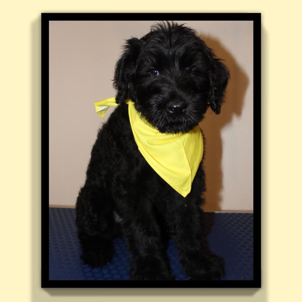 Giant Schnauzer Puppies breeder image 1