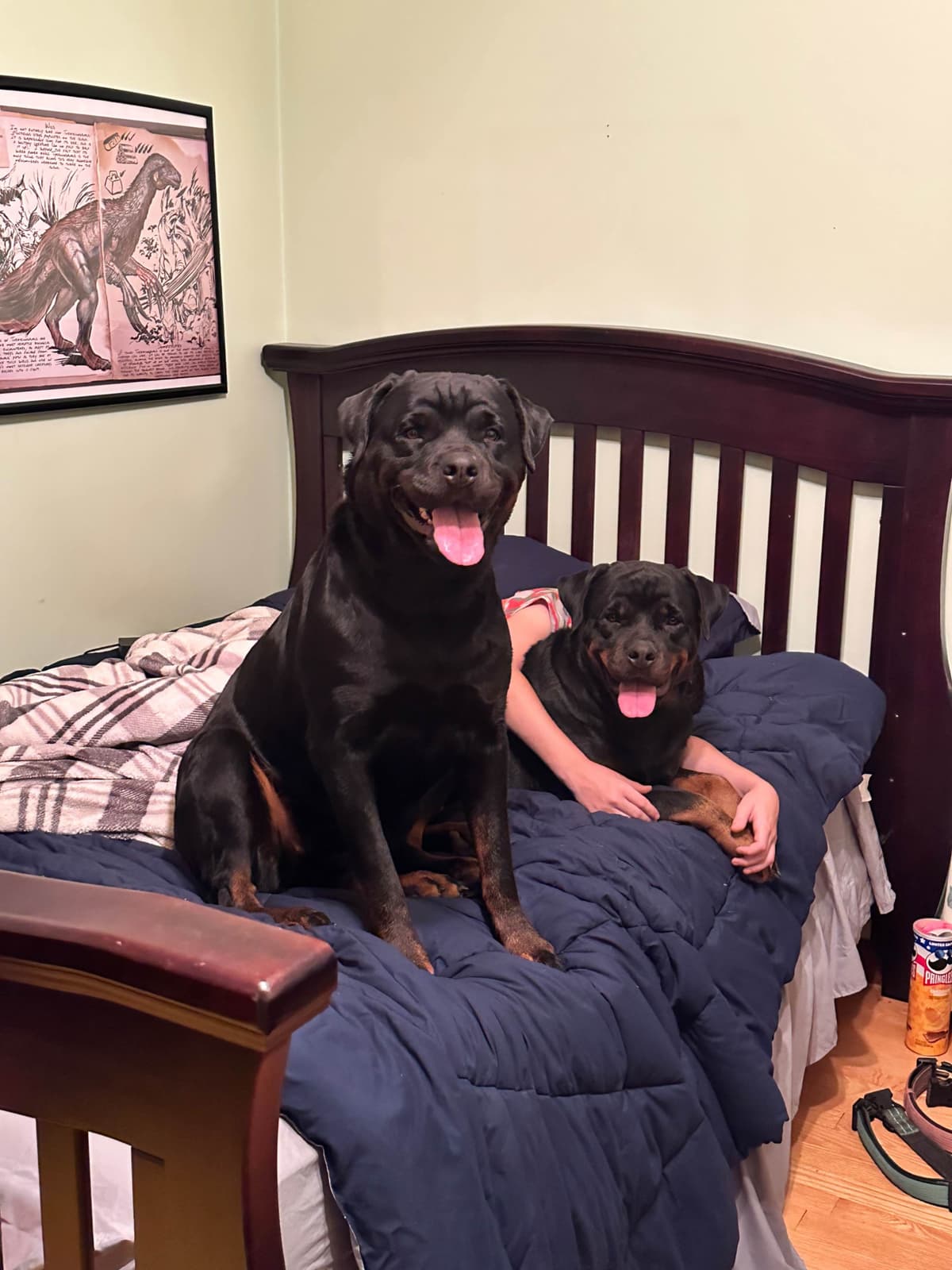 Rottweiler Puppies - 4th of July Sale breeder image 10