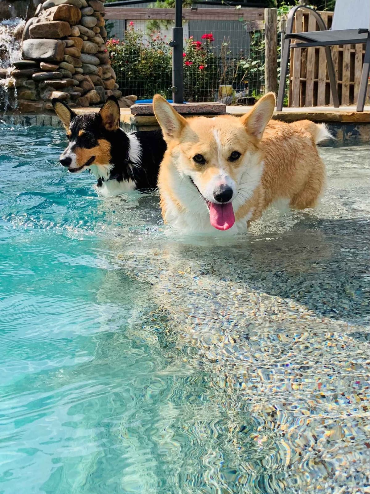 Pembroke Welsh Corgi Puppies breeder image 14
