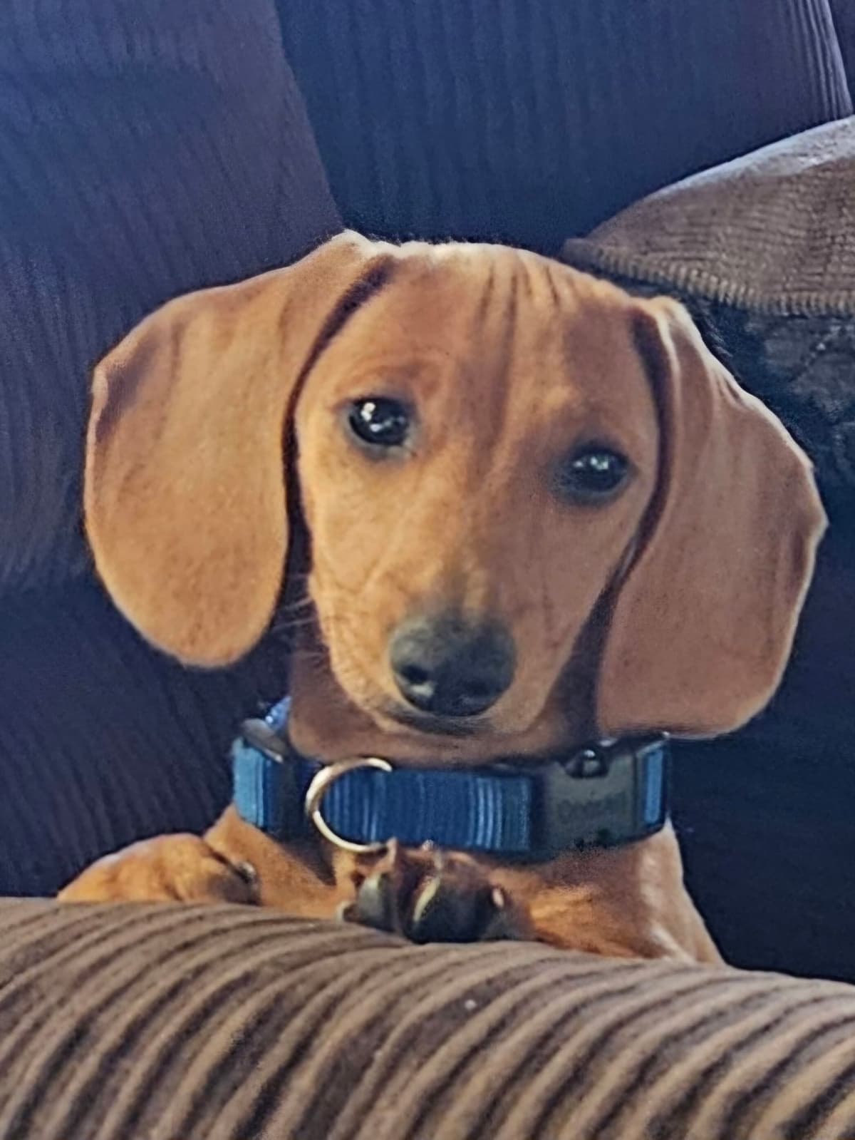 Dachshund Puppies breeder image 20