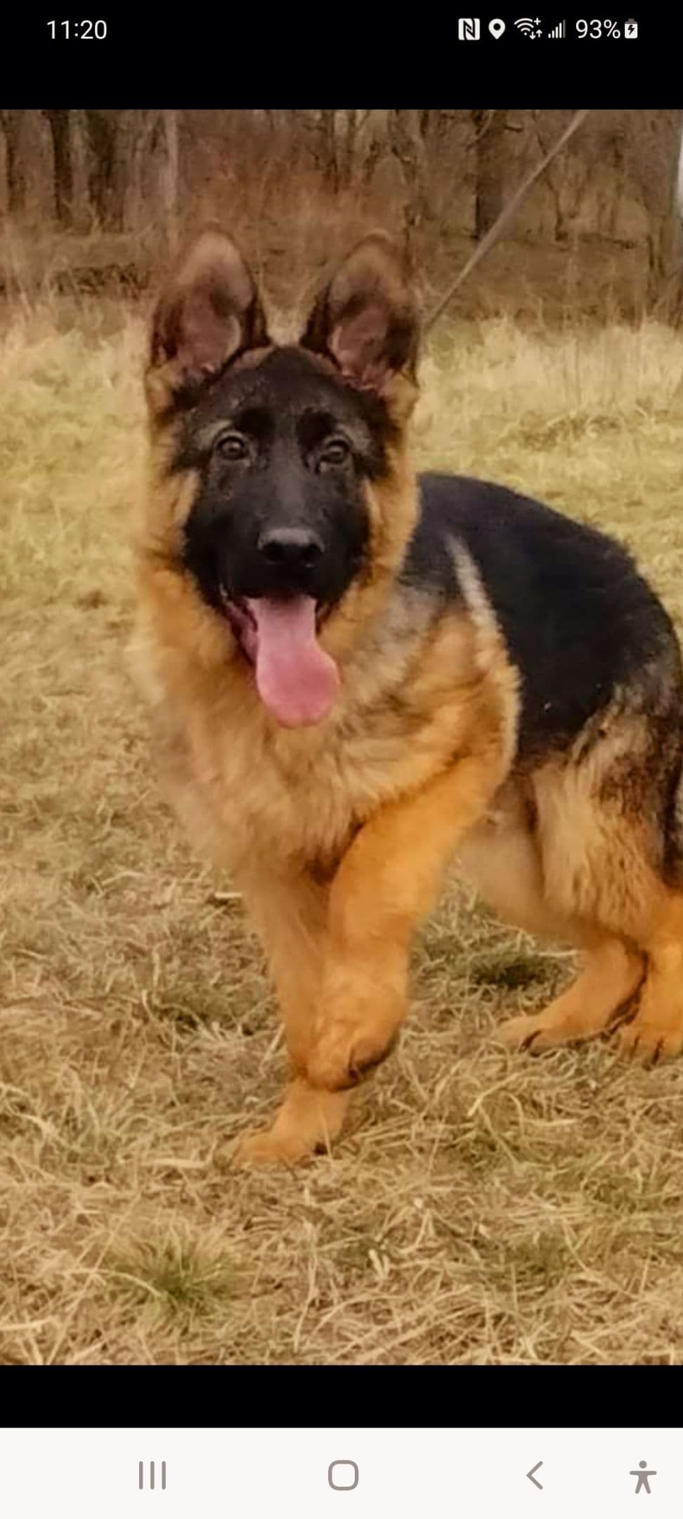 German Shepherd Dog Puppies breeder image 19