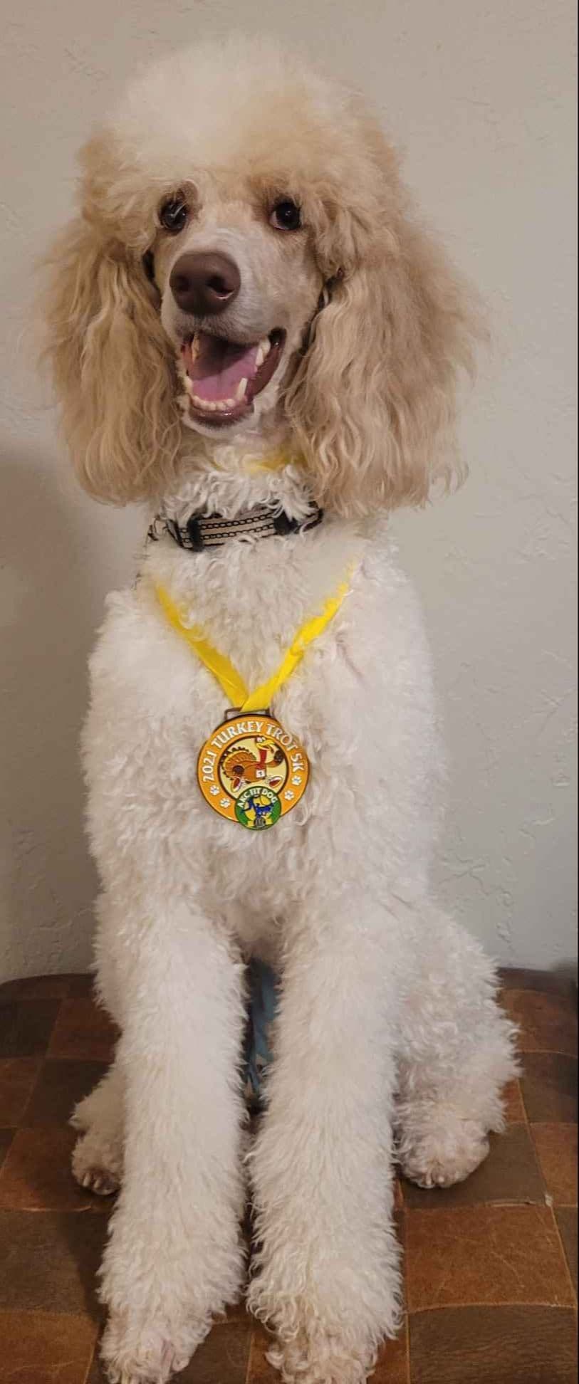 Miniature Poodle Puppies breeder image 7