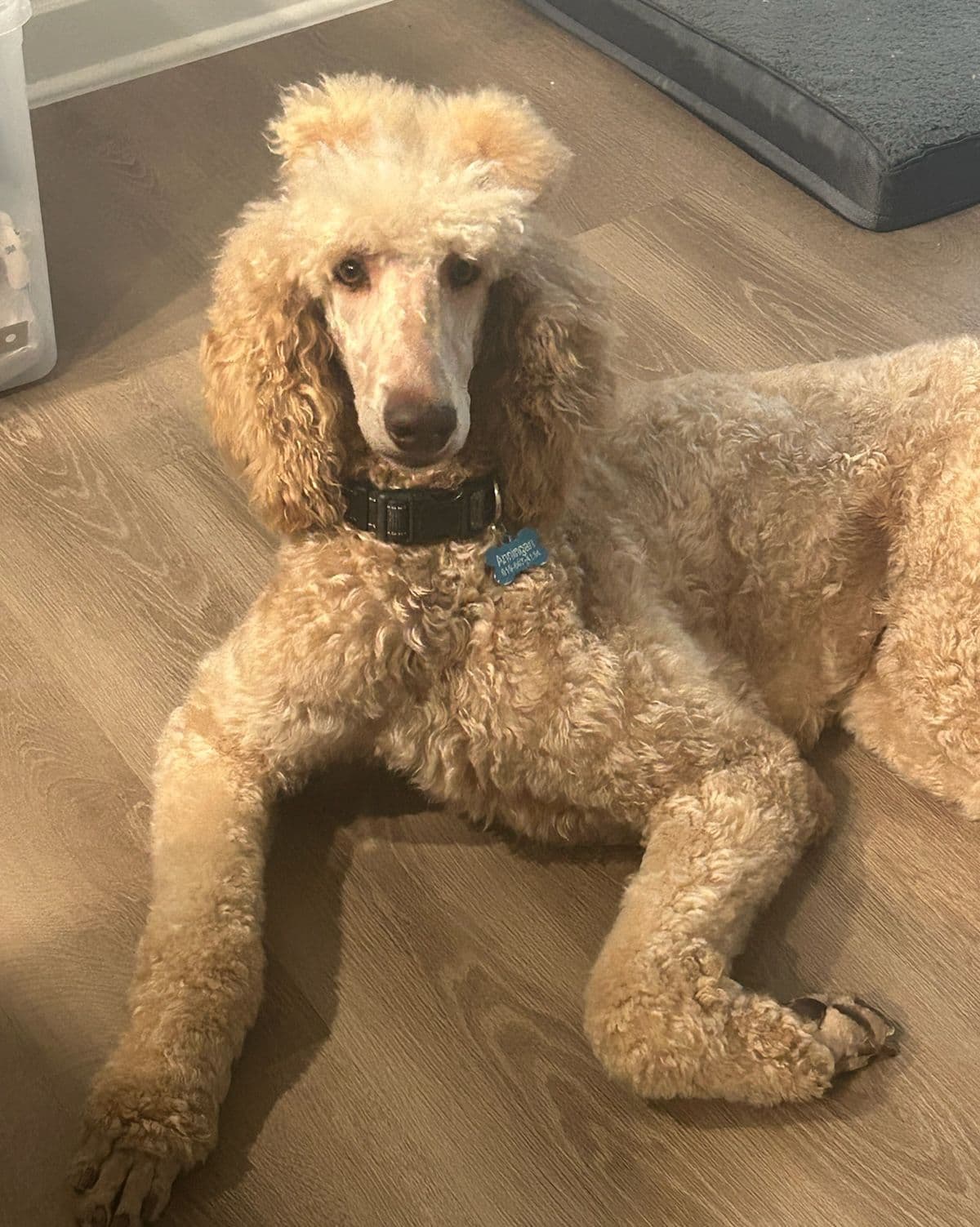 Miniature Poodle Puppies breeder image 18