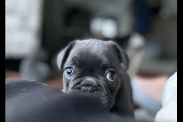 French Bulldog Puppies breeder image 1