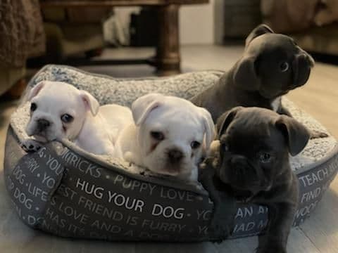 French Bulldog Puppies breeder image 4