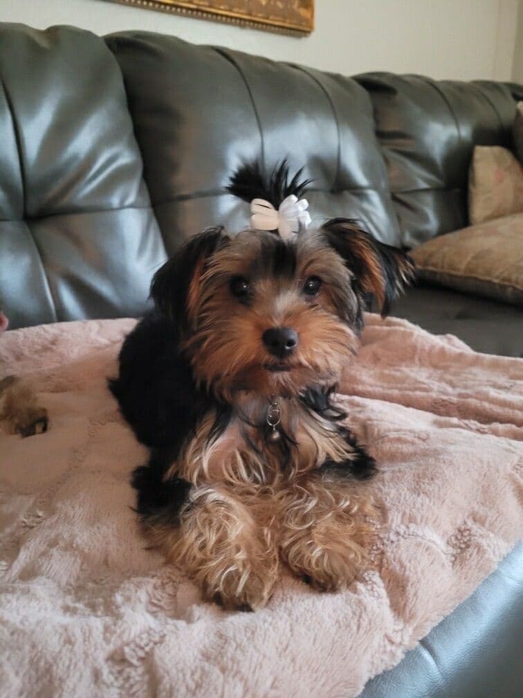 Yorkshire Terrier Puppies breeder image 3