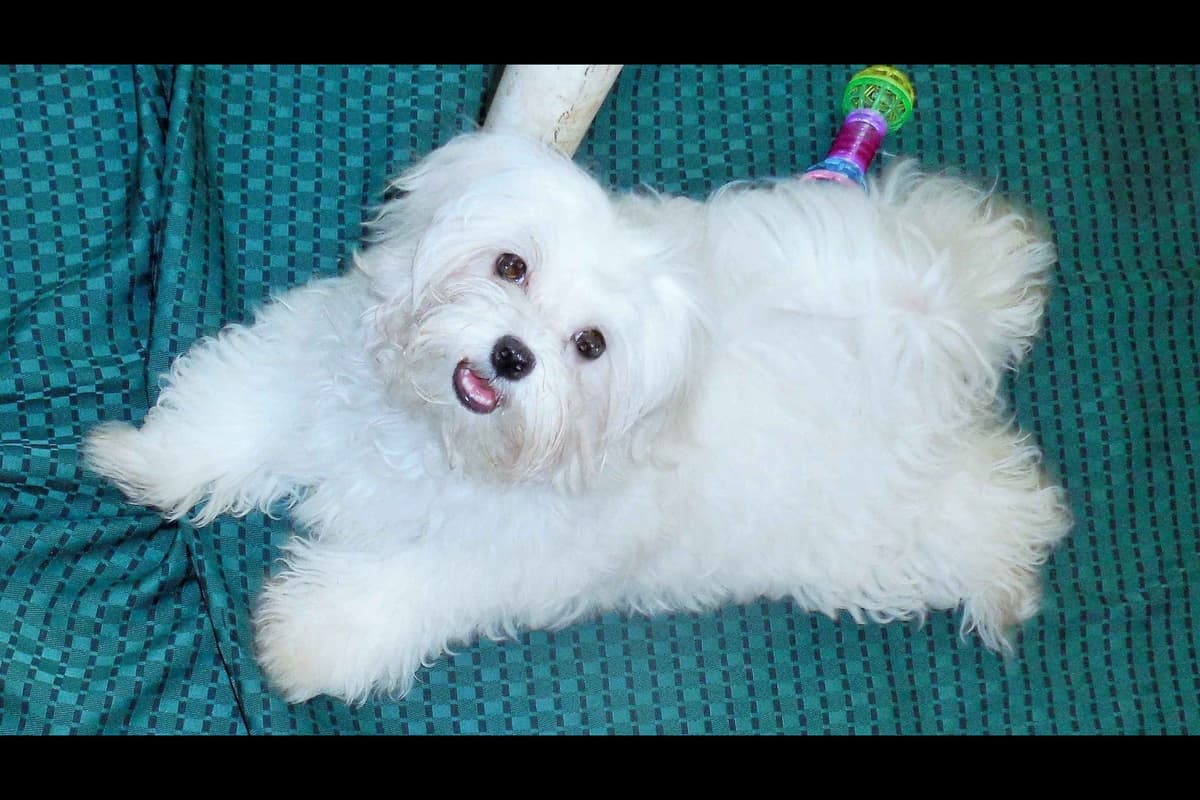 Maltese Male Puppy DRASTIC PRICE REDUCTION breeder image 4