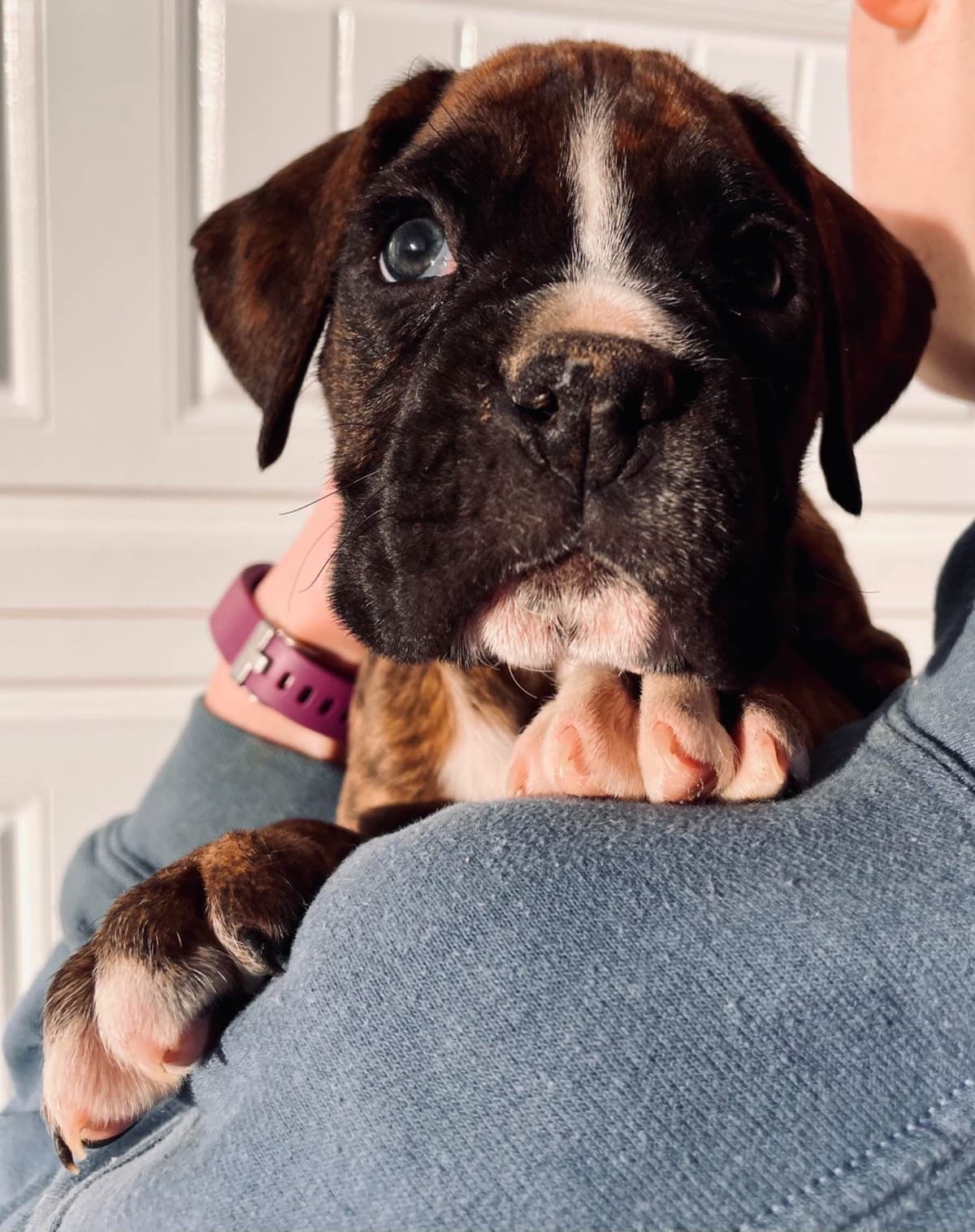 Boxer Puppies breeder image 4