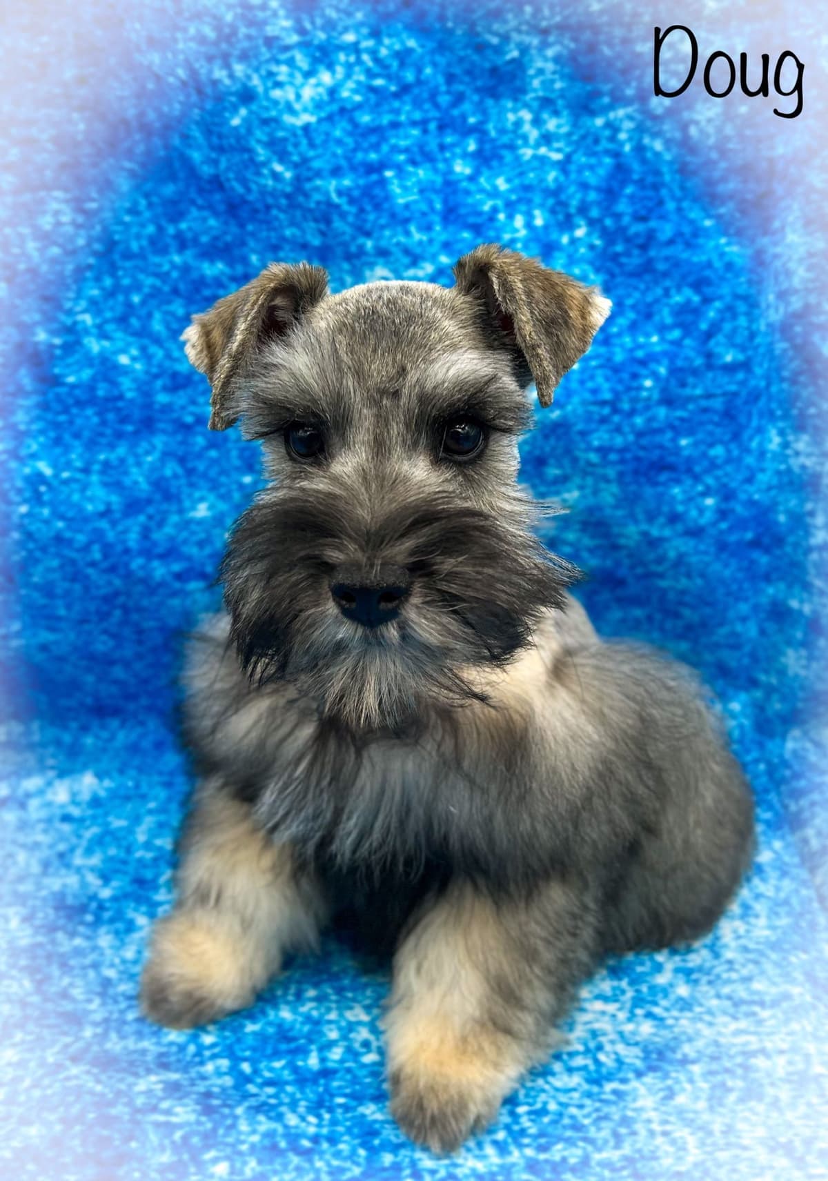Miniature Schnauzer Puppies breeder image 10