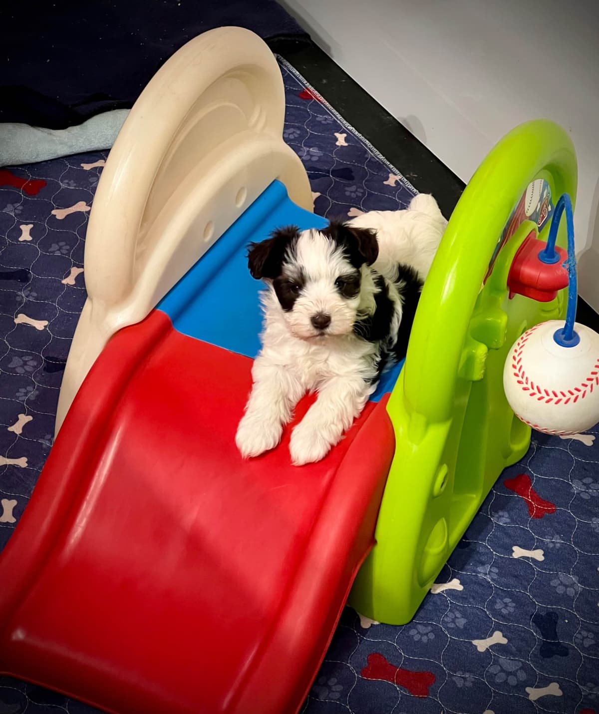 Miniature Schnauzer Puppies breeder image 14