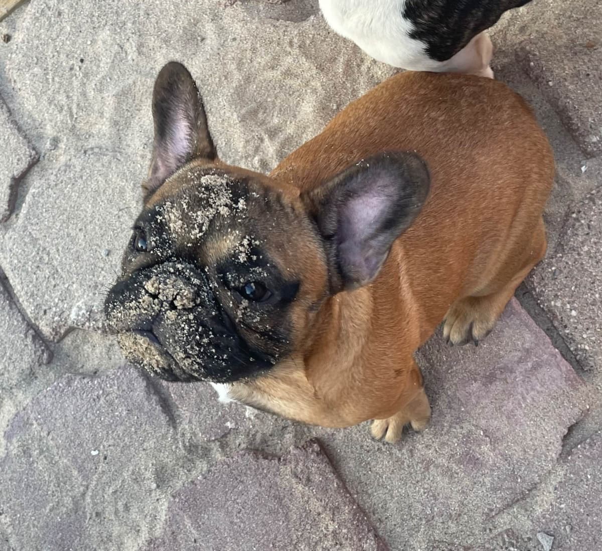 French Bulldog Puppies breeder image 16