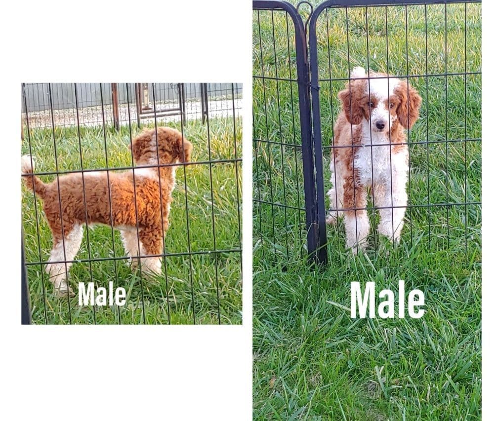 Golden Retriever Puppies breeder image 2