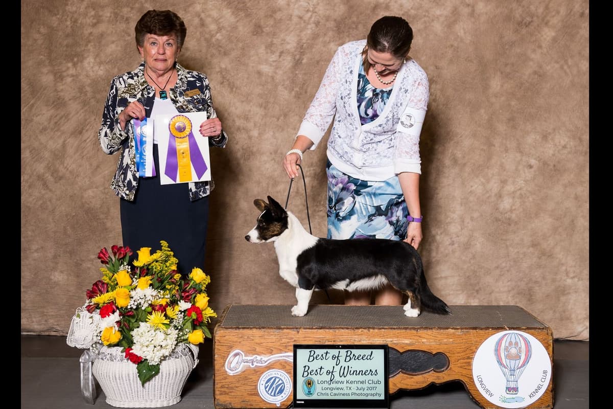 Cardigan Welsh Corgi Puppies breeder image 19