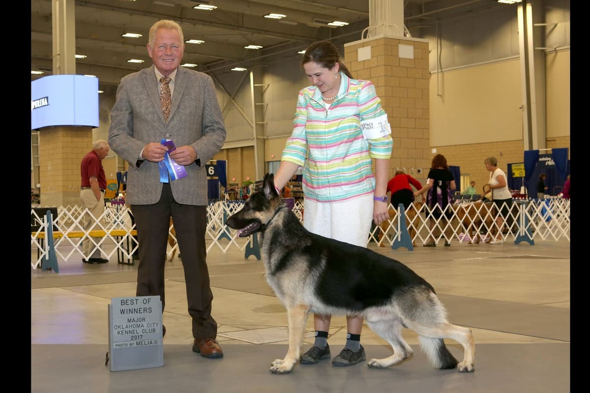 Cardigan Welsh Corgi Puppies breeder image 18