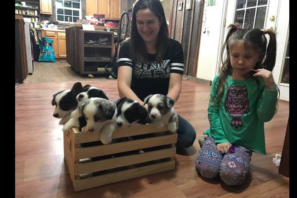 Cardigan Welsh Corgi Puppies breeder image 15