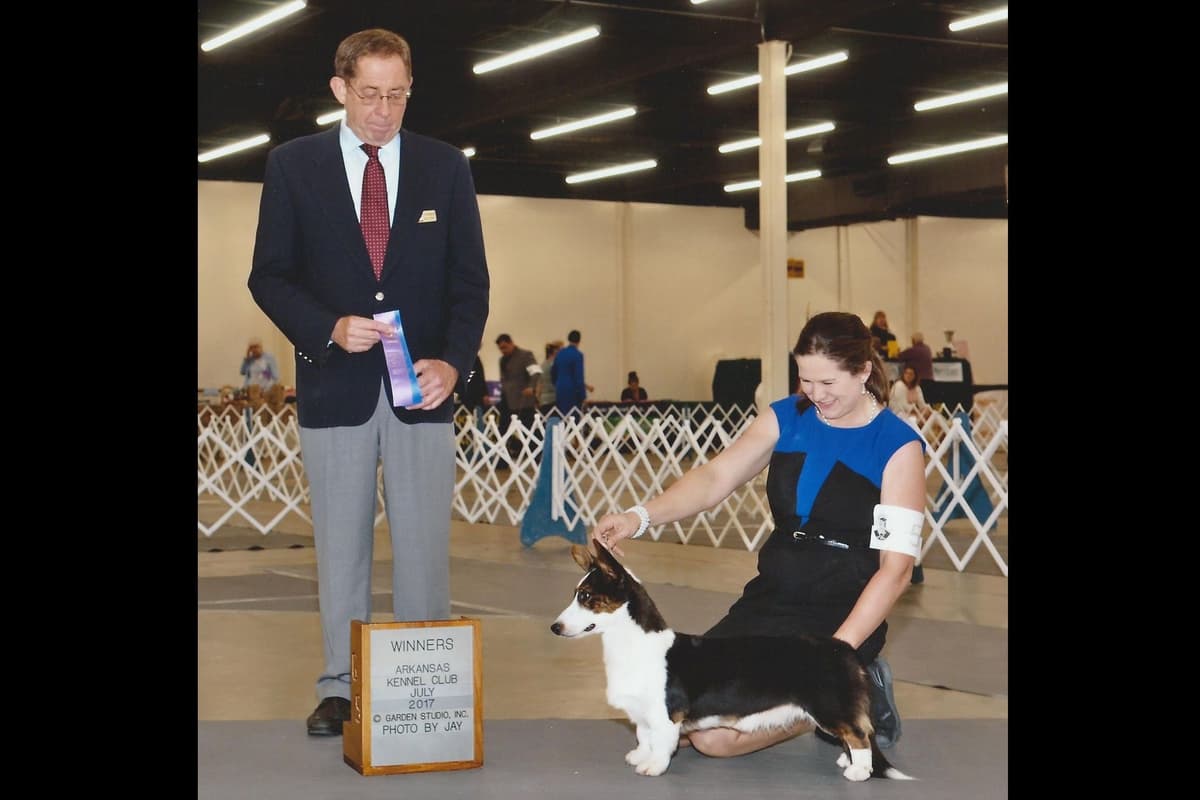 Cardigan Welsh Corgi Puppies breeder image 17