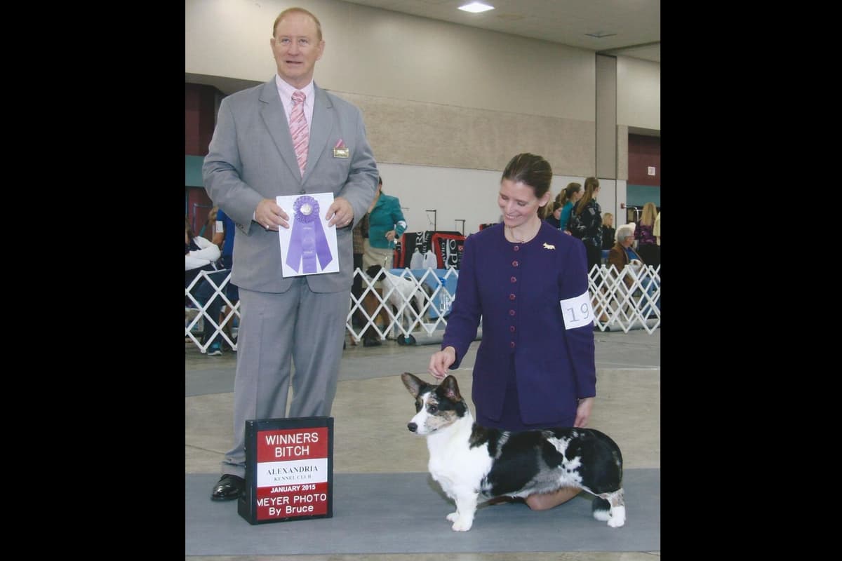 Cardigan Welsh Corgi Puppies breeder image 9