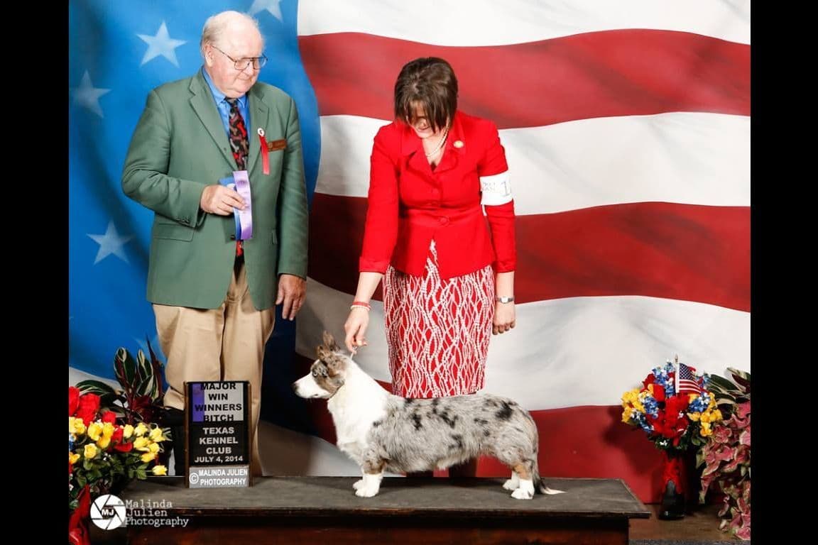 Cardigan Welsh Corgi Puppies breeder image 7