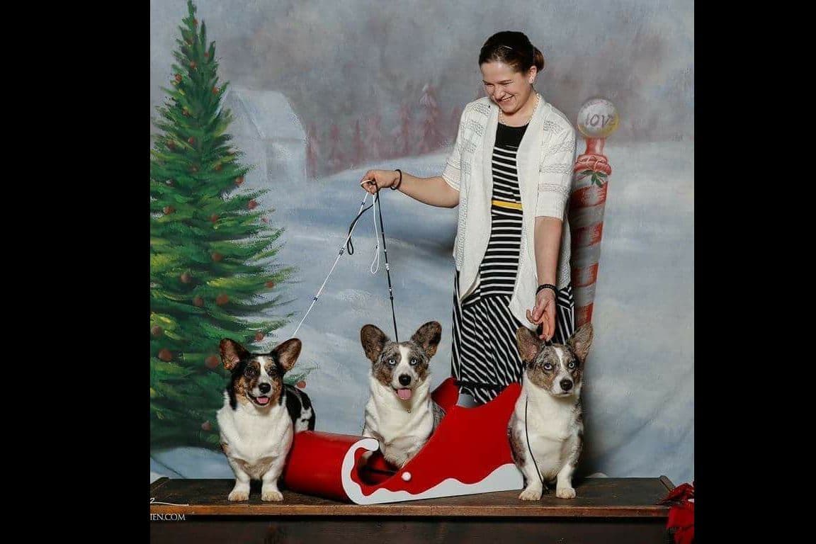 Cardigan Welsh Corgi Puppies breeder image 3