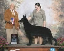 Cardigan Welsh Corgi Puppies breeder image 20
