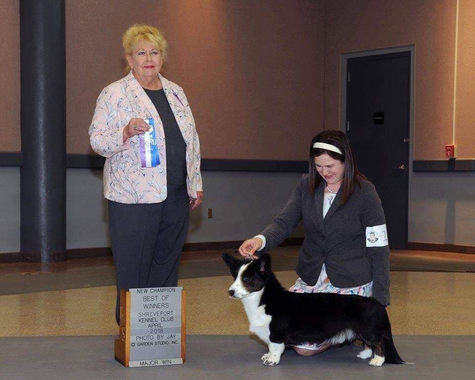 Cardigan Welsh Corgi Puppies breeder image 24