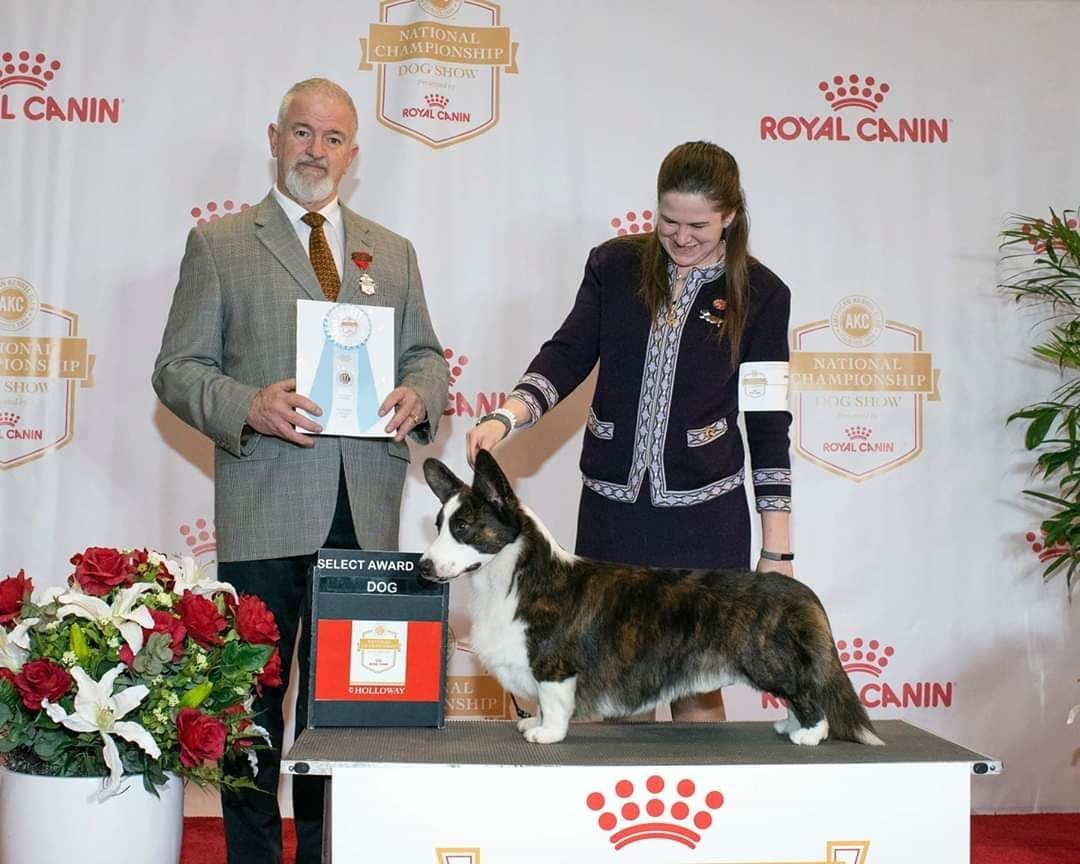 Cardigan Welsh Corgi Puppies breeder image 1