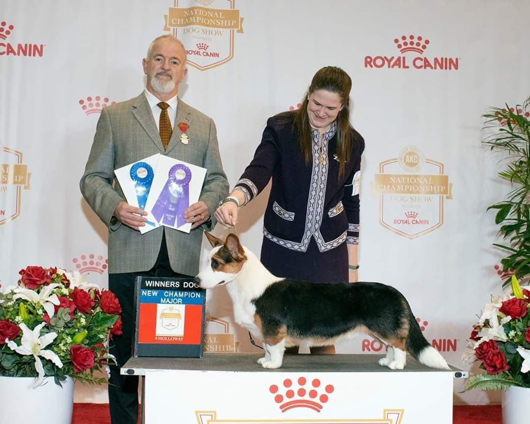 Cardigan Welsh Corgi Puppies breeder image 26