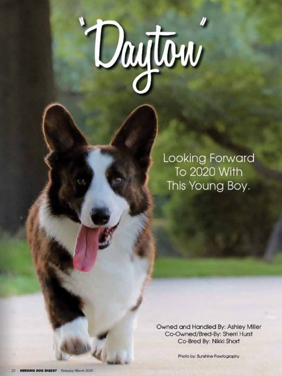 Cardigan Welsh Corgi Puppies breeder image 10