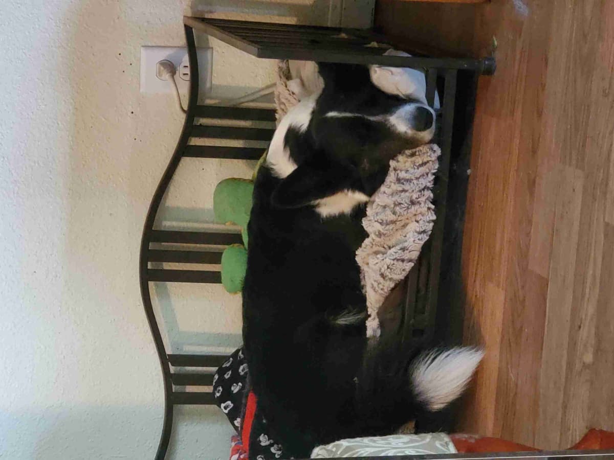 Cardigan Welsh Corgi Puppies breeder image 27