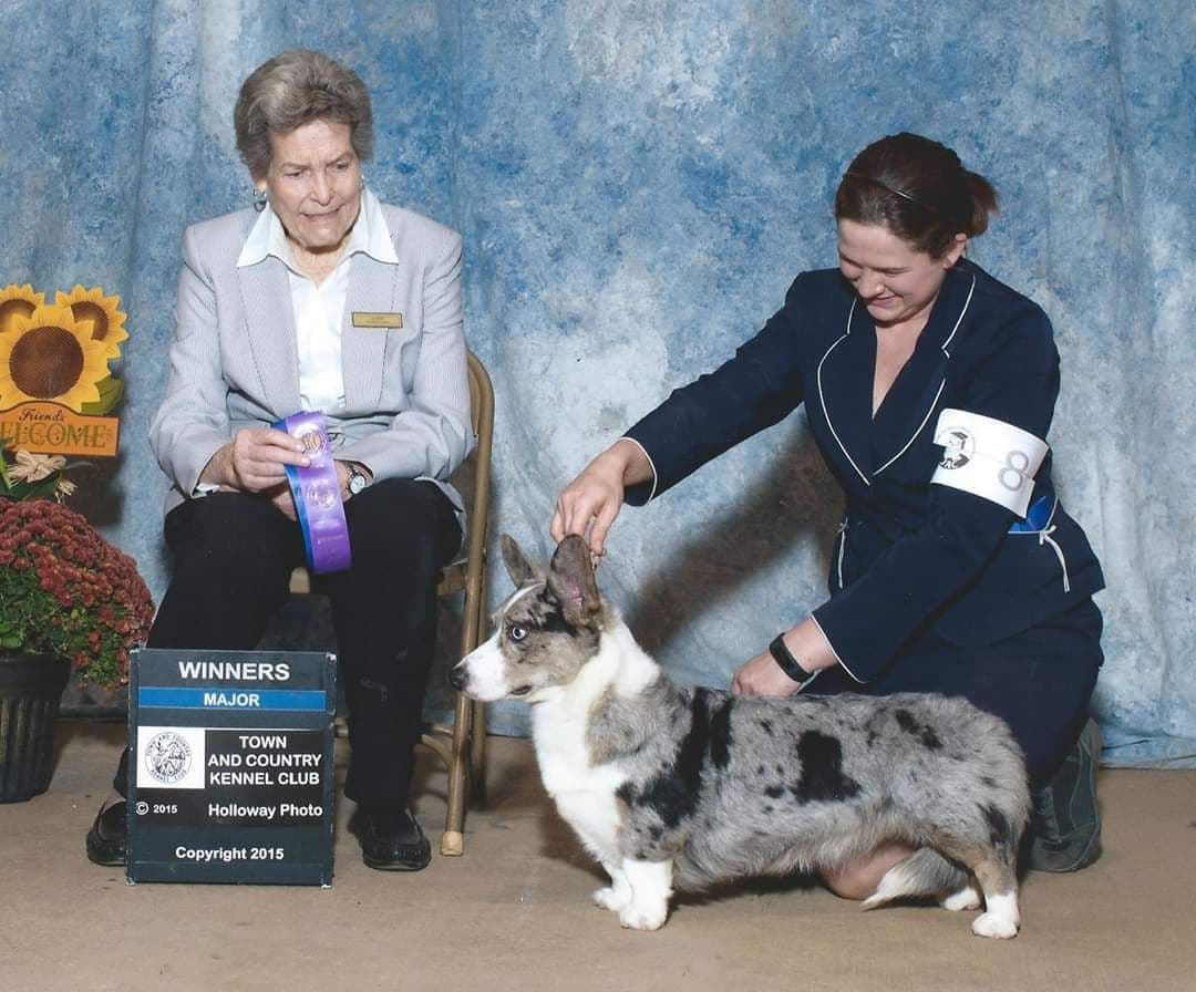 Cardigan Welsh Corgi Puppies breeder image 28