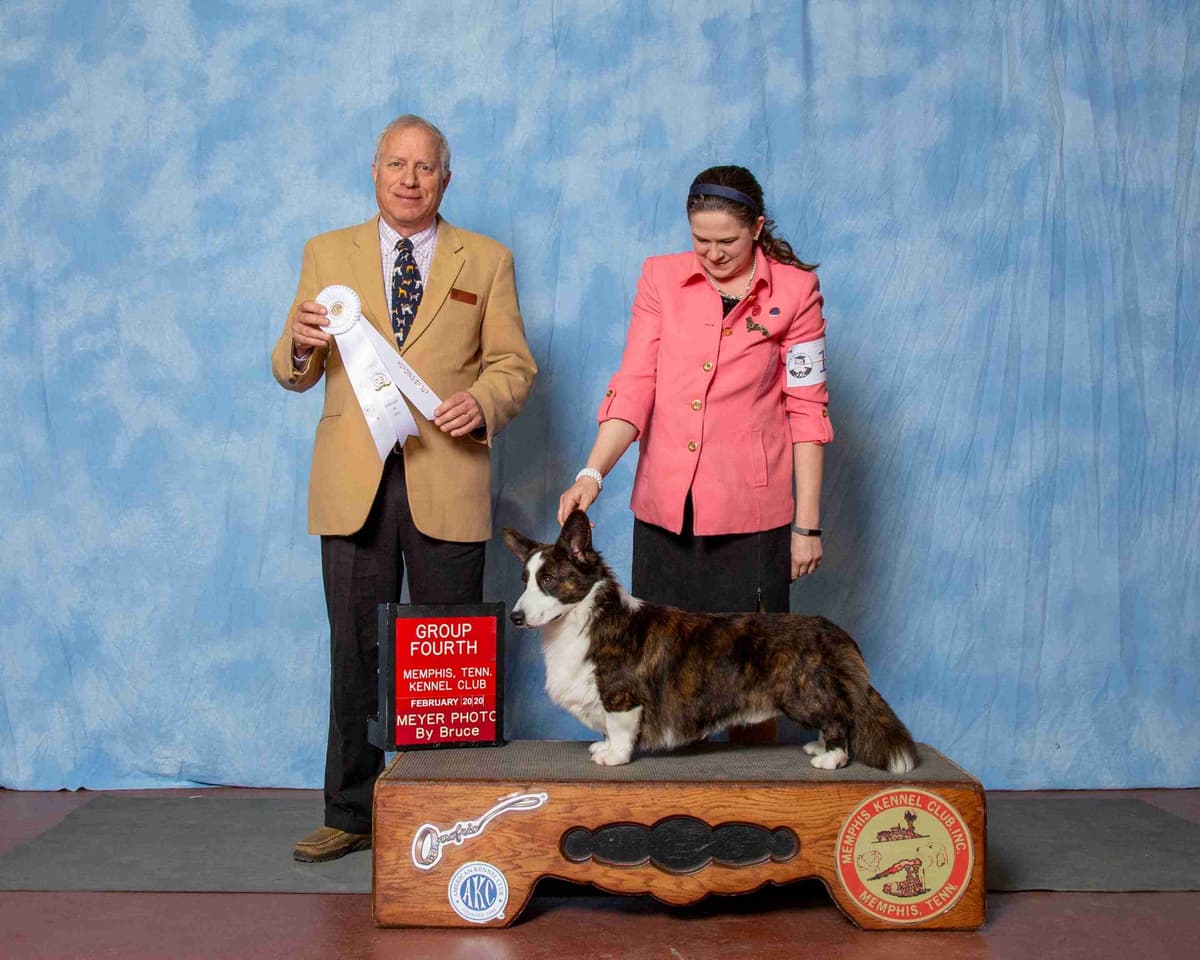 Cardigan Welsh Corgi Puppies breeder image 29