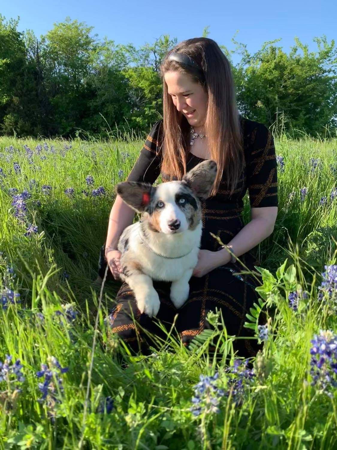 Cardigan Welsh Corgi Puppies breeder image 31