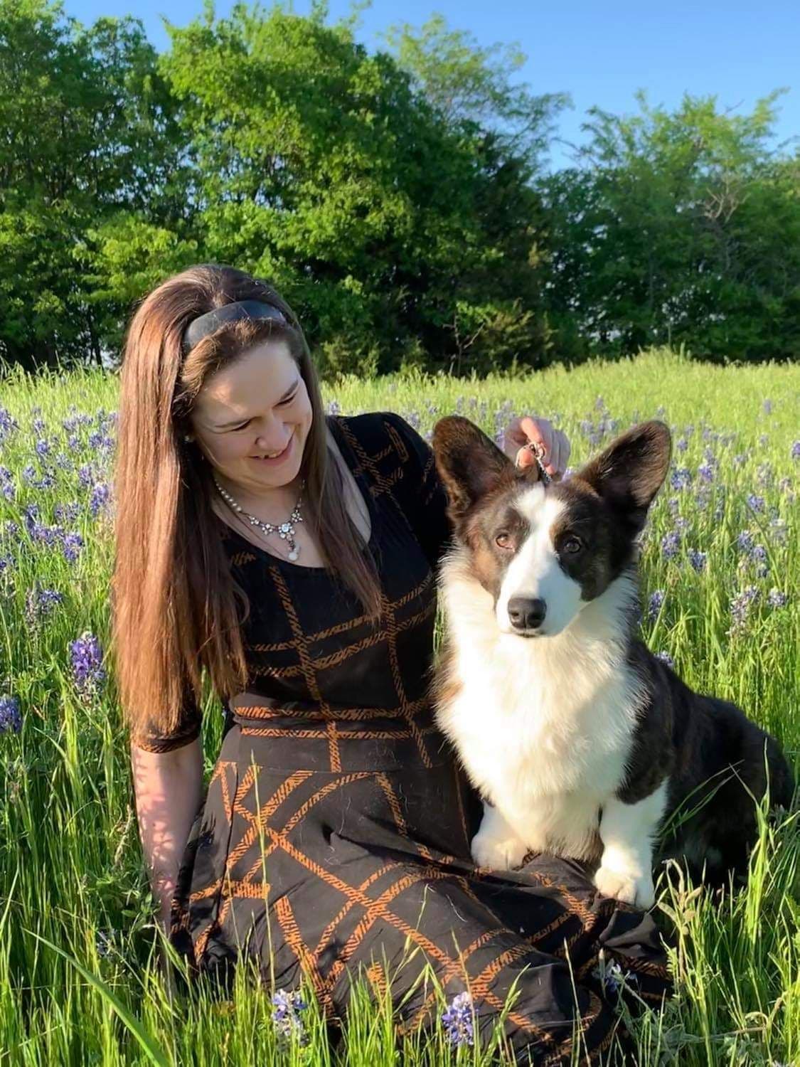 Cardigan Welsh Corgi Puppies breeder image 32