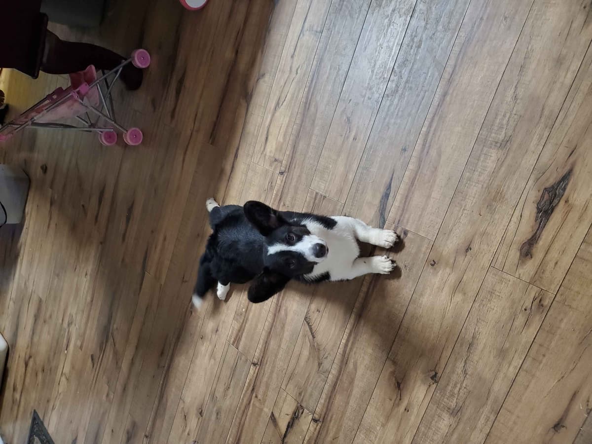 Cardigan Welsh Corgi Puppies breeder image 33