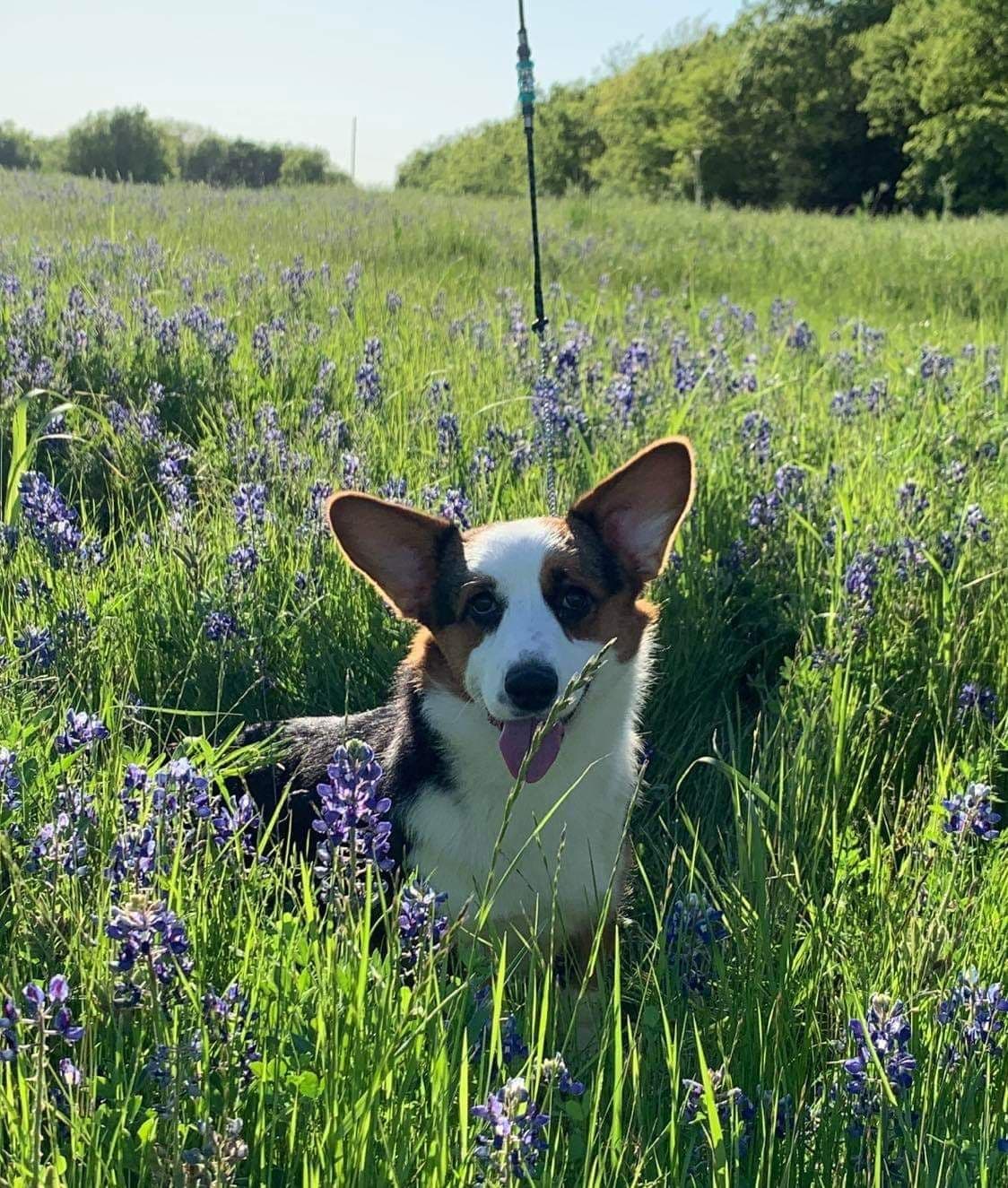 Cardigan Welsh Corgi Puppies breeder image 34