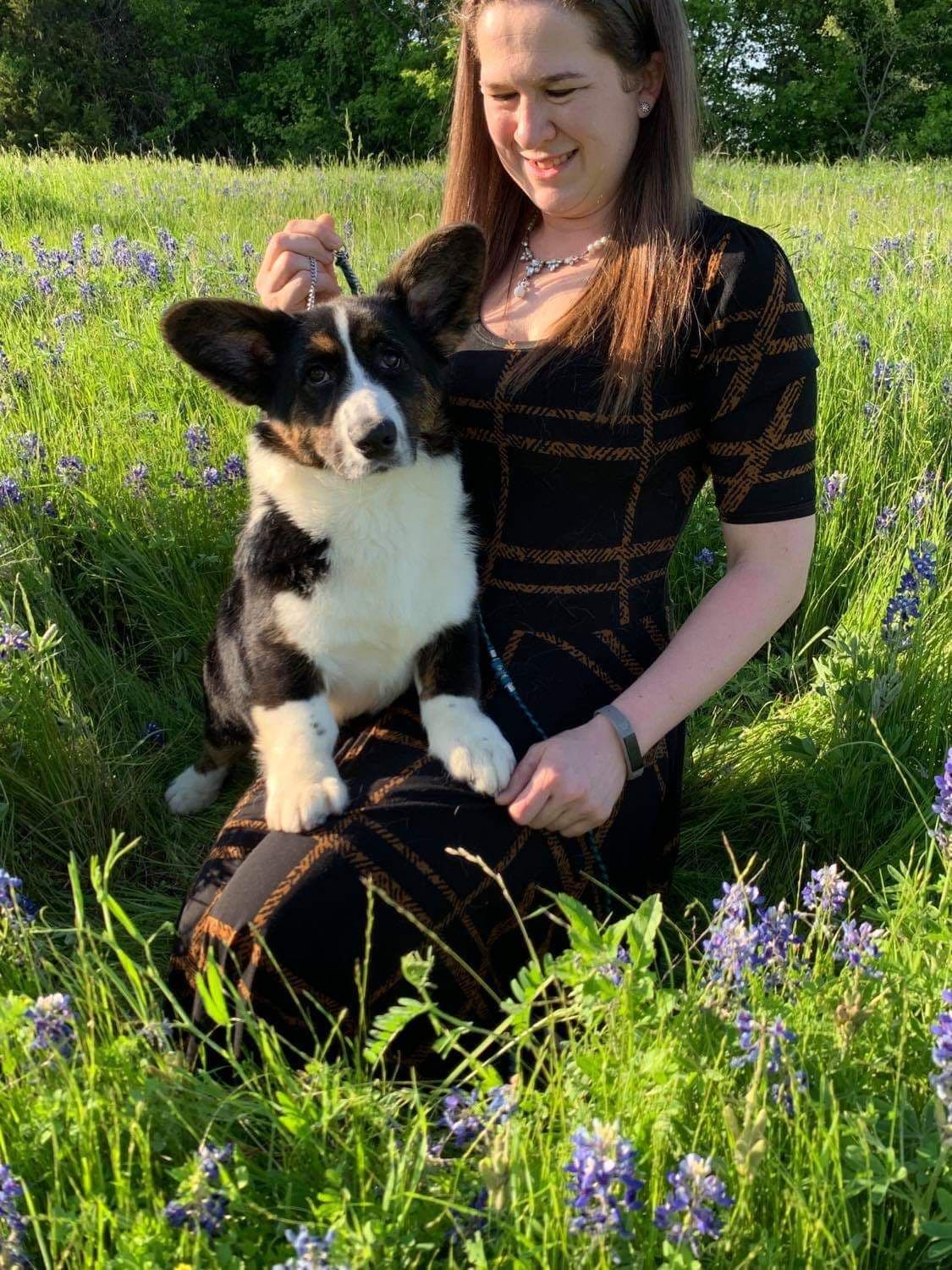 Cardigan Welsh Corgi Puppies breeder image 35