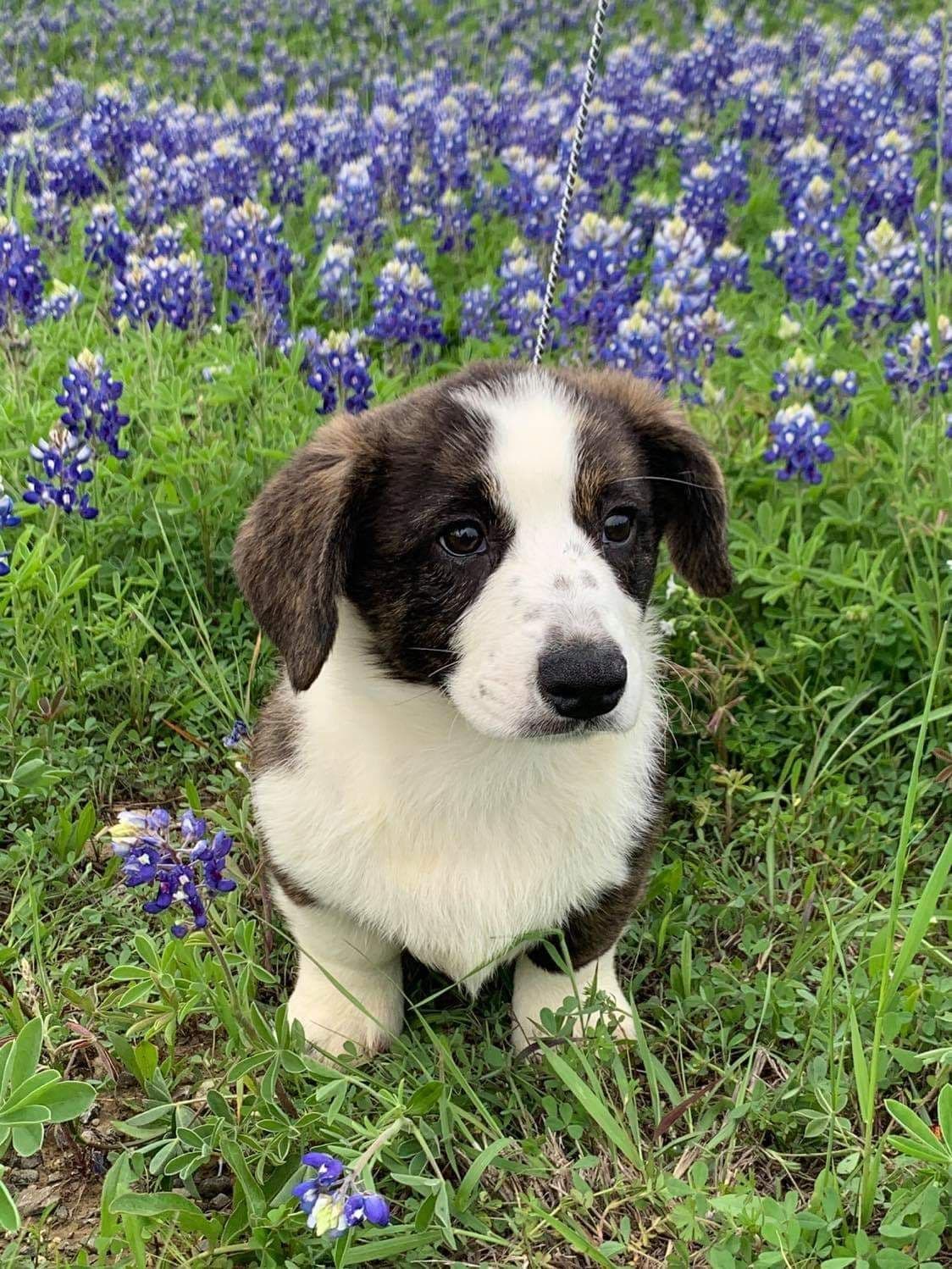 Cardigan Welsh Corgi Puppies breeder image 36