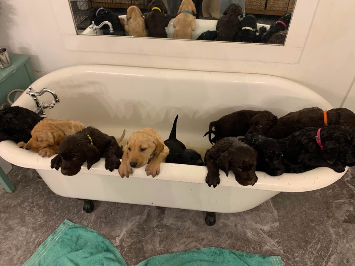 Labrador Retriever Puppies breeder image 4