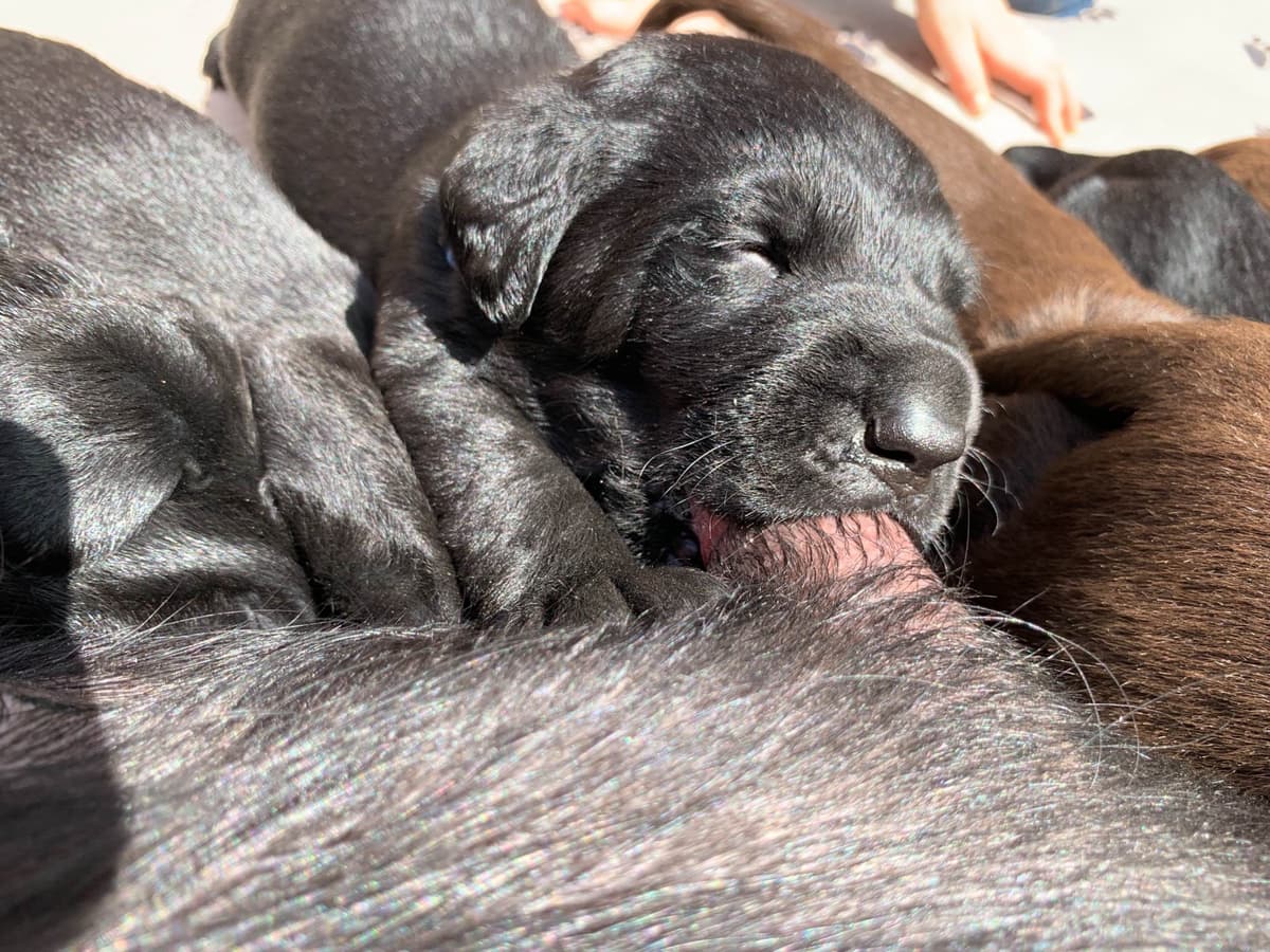 Labrador Retriever Puppies breeder image 19