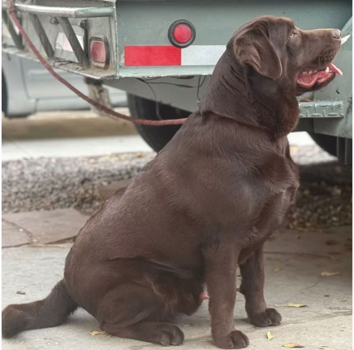 QUALITY Labrador Retriever Puppies ENGLISH breeder image 3