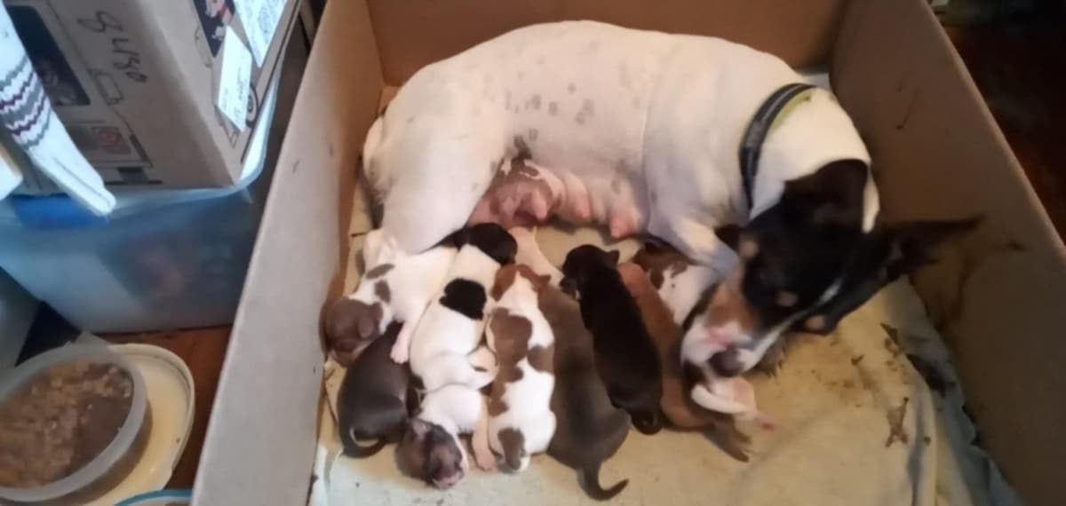 Teddy Roosevelt Terrier Puppies breeder image 12