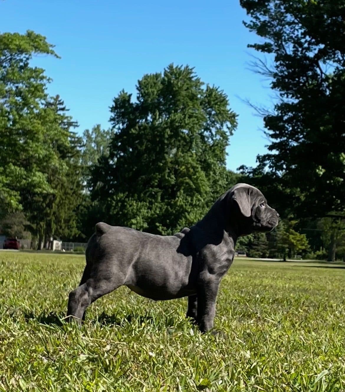 Cane Corso Puppies breeder image 4