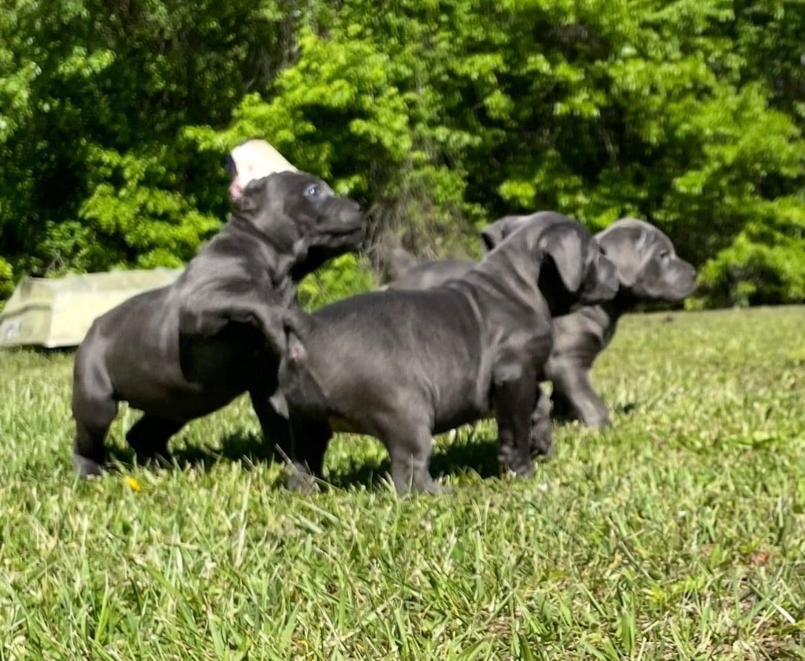 Cane Corso Puppies breeder image 6